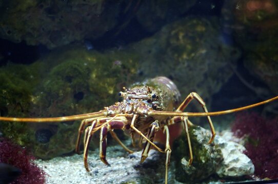 Lobster Palinurus vulgaris Mediteranian, aquarium Berlin, Germany