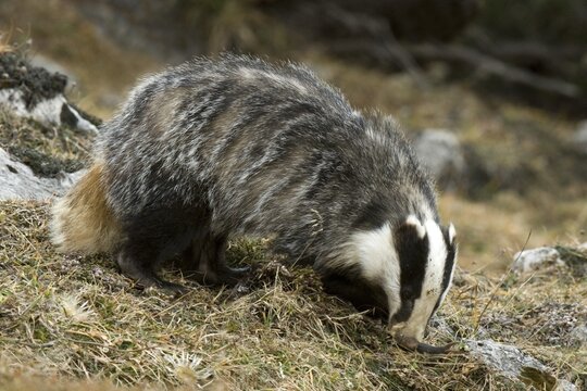Eurasian or European Badger (Meles meles), Karwendel Range, Tirol, Austria, Europe