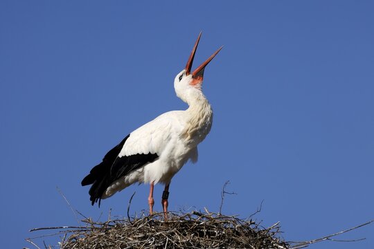 White stork (Ciconia ciconia) chattering on the nest, wildlife, Germany