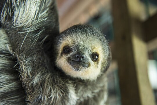 Pale-throated sloth (Bradypus tridactylus), young animal, captive, Chou A&iuml; Rescue Center, French Guiana