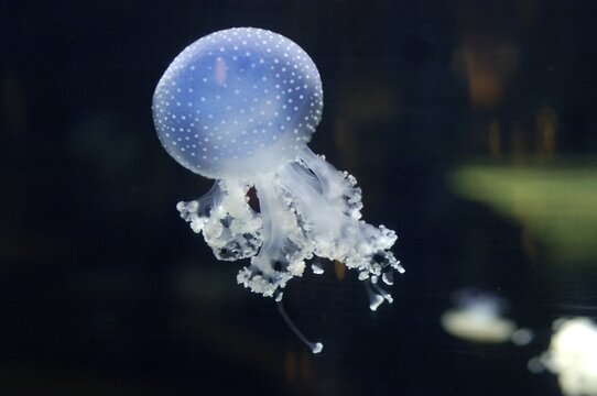 Jellyfish Spotted Jellyfish Mastigias papua aquarium Berlin Germany