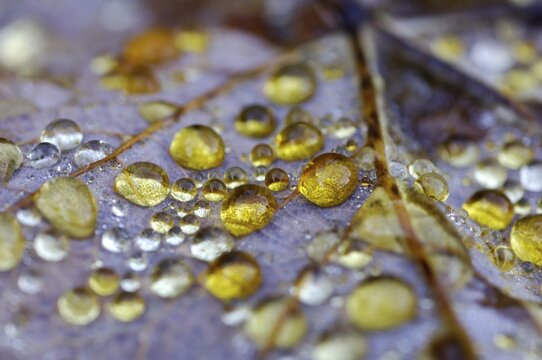 Dew drop in autumn on maple leaf
