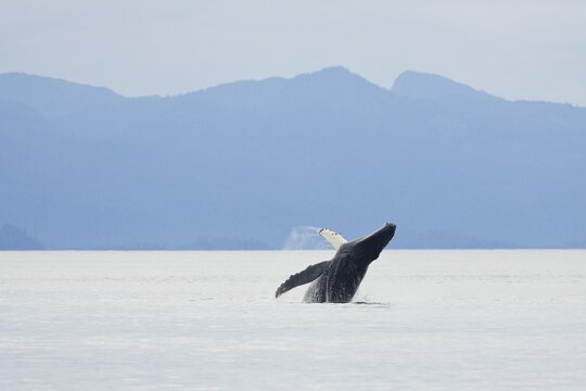Humpback Whale breaching (Megaptera novaeangliae), Baleen Whales, Alaska's Inside Passage, Alaska, USA