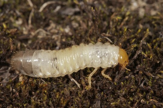 Scarab Beetle (Scarabaeidae sp.) larva, Untergr&ouml;ningen, Abtsgmuend, Baden-W&uuml;rttemberg, Germany