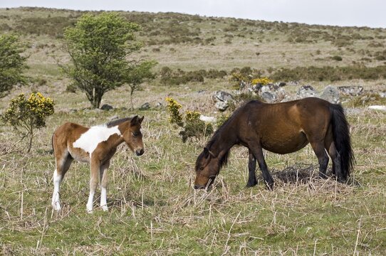 Pony with foal Dartmoor National Park Devon England