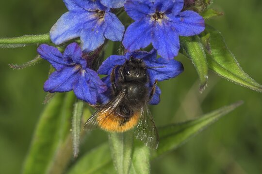 Hornfaced bee (Osmia cornuta) on blue stonecrop (Buglossoides purpurocaerulea), Baden-W&uuml;rttemberg, Germany