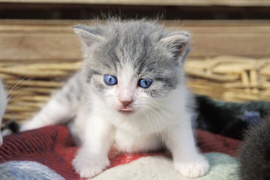One grey and white kitten