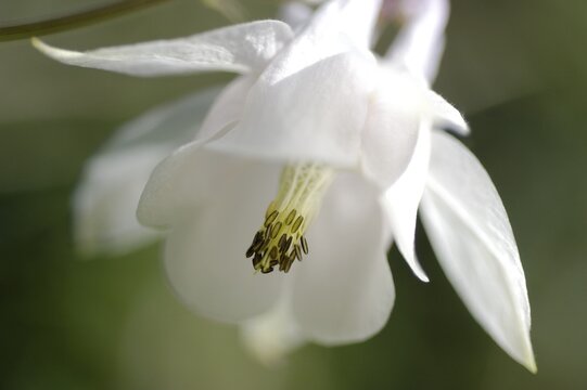 White aquilegia ( Aquilegia vulgaris), bloom