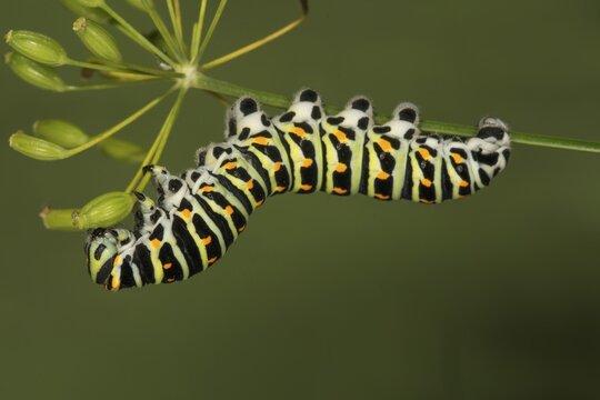 Swallowtail (Papilio machaon) caterpillar feeding on seed pod of Dill (Anethum graveolens), Baden-W&uuml;rttemberg, Germany