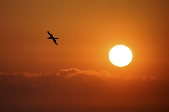 Northern gannet (Sula bassana) flying at sunset, Helgoland, Schleswig-Holstein, Germany