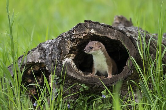 Stoat (Mustela erminea), looking out of a hollow tree trunk, captive, Germany