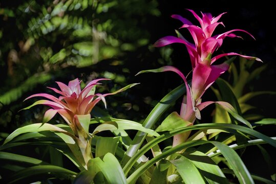 Bromelia (Bromelia spec.) near Iguazu, border between Brazil and Argentina