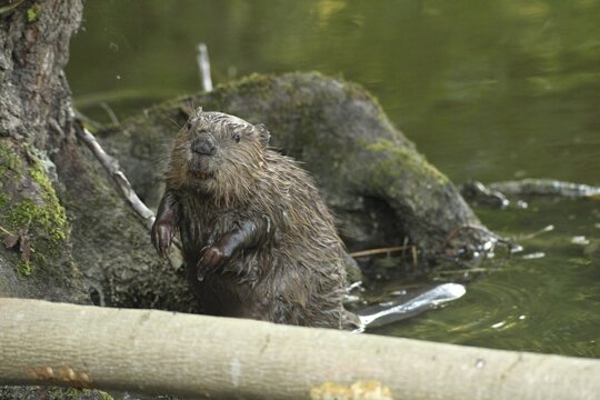 European beaver (Castor fiber) rests on the lakeshore, Allg&auml;u, Bavaria, Germany