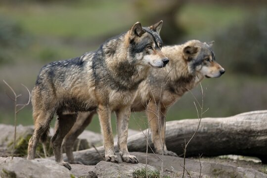 European wolf two gray wolves (Canis lupus) standing on a rock, captive