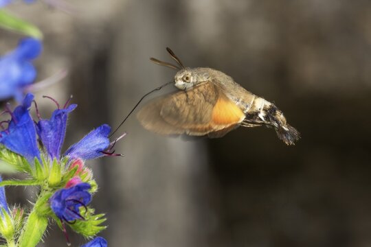 Hummingbird hawk-moth (Macroglossum stellatarum) sucking nectar on blue viper's bugloss (Echium vulgare), Baden- W&uuml;rttemberg, Germany