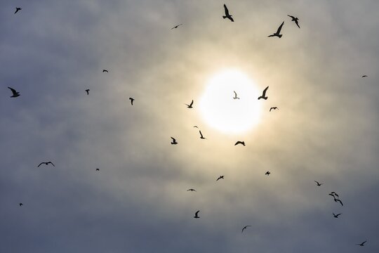 Seagulls flying in the sky, in front of cloudy sun, Mecklenburg-Vorpommern, Germany