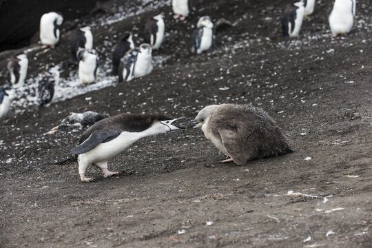 Chinstrap Penguin (Pygoscelis antarctica) feeding its chicks, Saunders island, South Sandwich islands, Antarctica