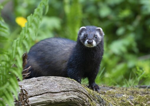 European polecat (Mustela putorius) or wood tiger standing on an old log, captive, Germany