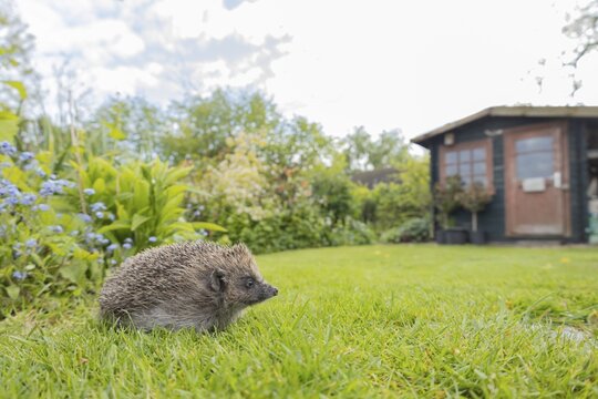 European hedgehog (Erinaceus europaeus) adult animal on a garden lawn, with a shed in the background England, United Kingdom