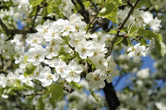 Blossoming pear tree