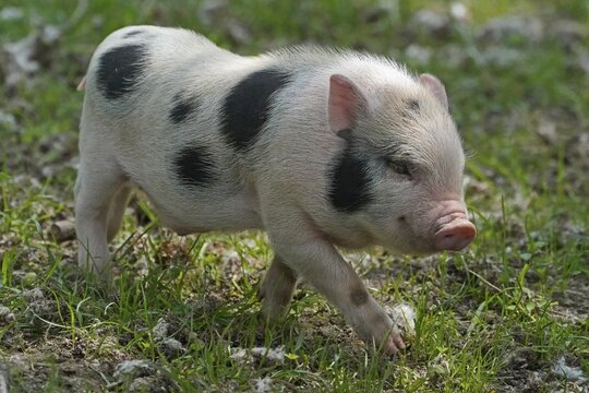 Mini pig Piglet, domestic pig, France