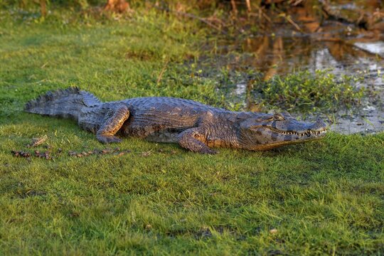 Yacare caiman (Caiman yacare), near Cambyret&aacute;, Esteros del Iber&aacute;, Corrientes Province, Argentina