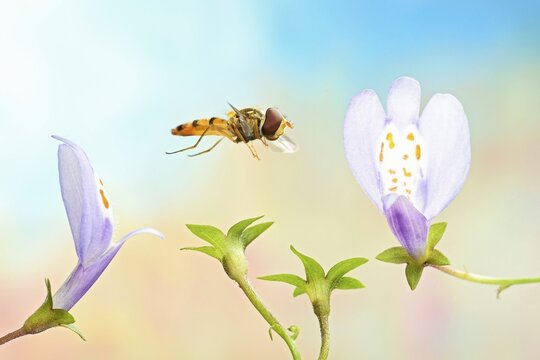 Marmalade hoverfly (Episyrphus balteatus) flies to a flower of the blue lipped mullein (Mazus reptans), Germany