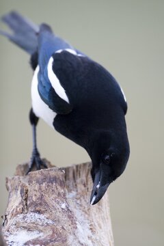 European Magpie or Common Magpie (Pica pica)