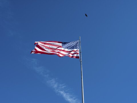 American flag, eagle, Big Cypress National Preserve, Everglades, North America, Florida, USA
