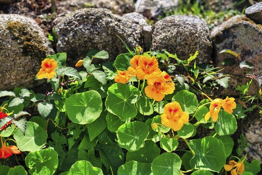 Flowering nasturtium (Tropaeolum majus) on stone wall, St Martin's, Isles of Scilly, Cornwall, England, Great Britain