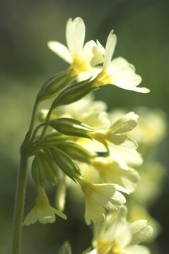 Primula veris cowslip