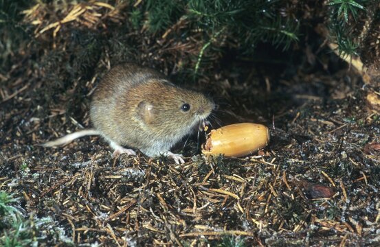 Bank Vole (Clethrionomys glareolus) feeding on acorn, Allgaeu, Germany, Europe