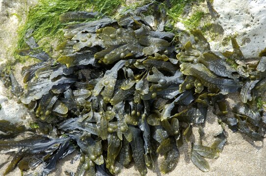 Seaweed Sussex England