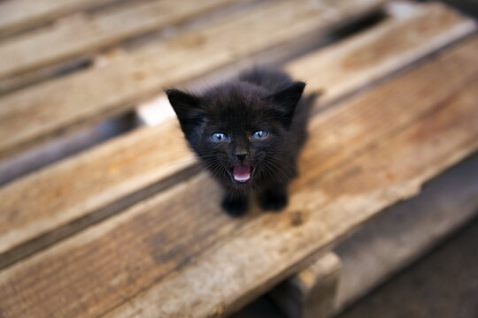 Black kitten with blue eyes, eye contact, stray sits anxiously on a wooden pallet and meows, Morocco