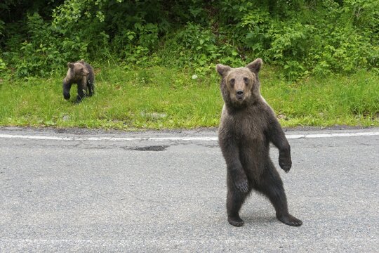 Two brown bears standing on a road, one of them upright, in a natural environment, European brown bear (Ursus arctos arctos), Transylvania, Carpathians, Romania