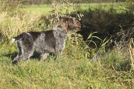 Hunting dog Bohemian Raubart or also Cesky Fousek, Allg&auml;u, Bavaria, Germany
