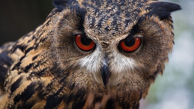 Bengal Eagle Owl, indian eagle-owl (Bubo bengalensis), attentive view, captive, Bird Park, Adlerwarte Berlebeck, Detmold, North Rhine-Westphalia, Germany