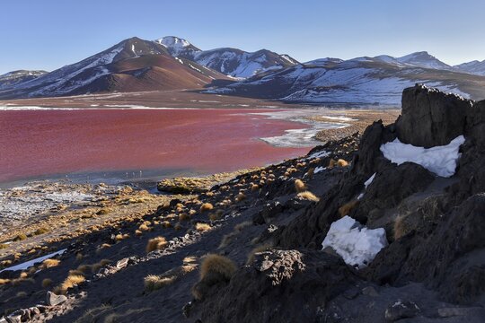 Laguna Colorada with red water by high algae content, near Uyuni, Lipez, Bolivia