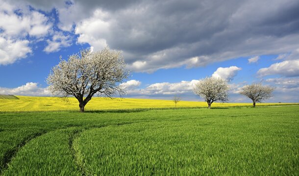 Cultural landscape in spring, green corn field, flowering rape field and row of trees, blue sky with clouds, flowering cherry trees, near Freyburg, Burgenlandkreis, Saxony-Anhalt, Germany