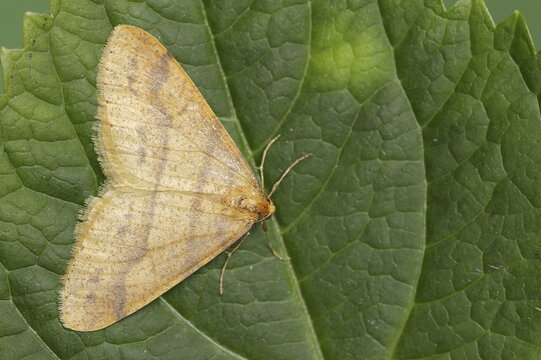 Scarce umber (Agriopis aurantiaria), male, North Rhine-Westphalia, Germany