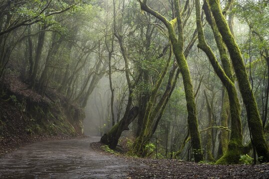 Hiking trail in the cloud forest. Laurel trees with moss and lichen. Foggy weather. Garajonay National Park, La Gomera, Canary Islands, Spain