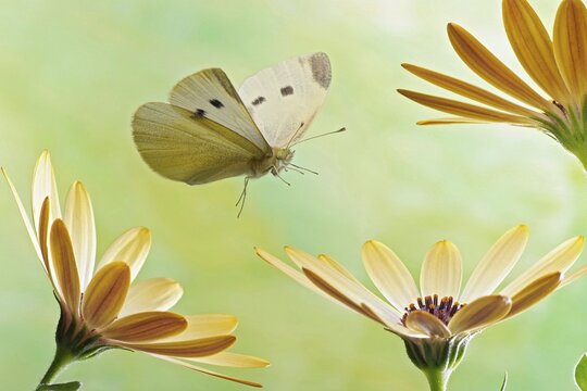 Small white (Pieris rapae), in flight, at Kapk&ouml;rbchen, Germany