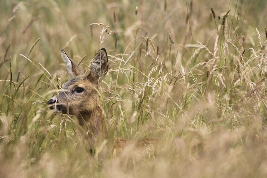 Roe Deer (Capreolus capreolus) almost hidden in tall grass, Allg&auml;u, Bavaria, Germany
