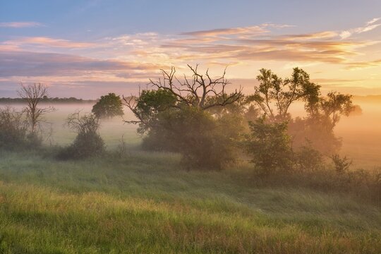 Morning atmosphere in the Elbe meadows near W&ouml;rlitz, meadow and copses in the morning mist at sunrise, Garden Kingdom Dessau-W&ouml;rlitz, W&ouml;rlitz, Saxony-Anhalt, Germany