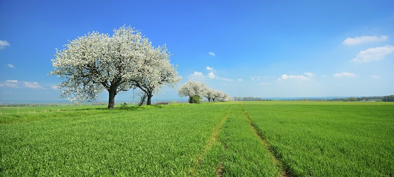 Panorama, green fields in spring, blossoming cherry trees (Prunus), blue sky with clouds, Unstrut-Hainich-Kreis, Thuringia, Germany