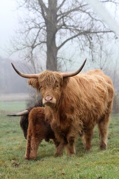 Scottish Highland cattle (Bos primigenius f. taurus) with calf, Allgaeu, Bavaria, Germany, Europe