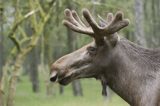 Eurasian elk (Alces alces alces), bull elk, portrait, captive, Germany