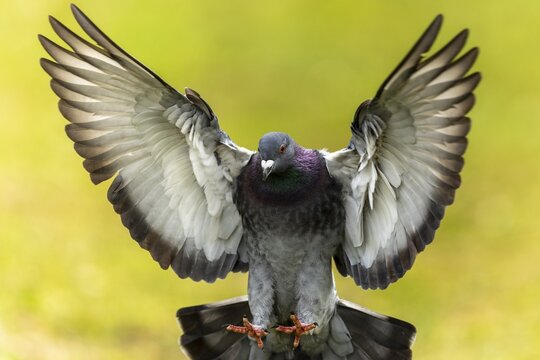 City dove (Columba livia forma domestica) in flight, wildlife, Germany
