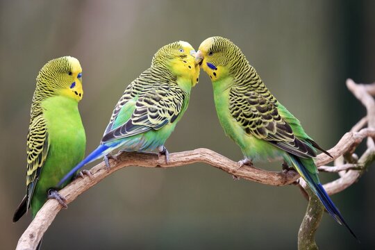 Budgerigars (Melopsittacus undulatus) billing, captive