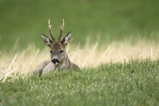 European roe deer (Capreolus capreolus), bock in grey winter fur lies in a meadow, Lower Austria, Austria